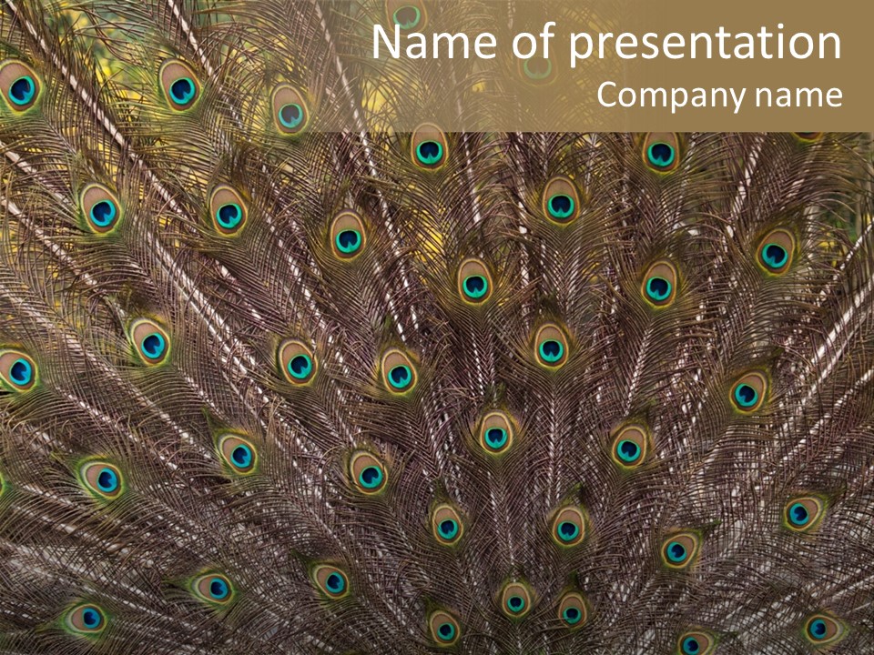 Imponierend Imponiergehabe Peacock PowerPoint Template