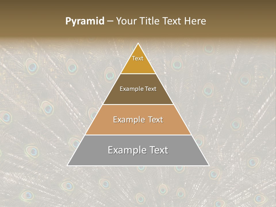 Imponierend Imponiergehabe Peacock PowerPoint Template