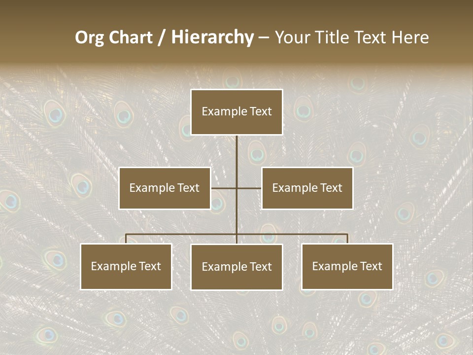 Imponierend Imponiergehabe Peacock PowerPoint Template