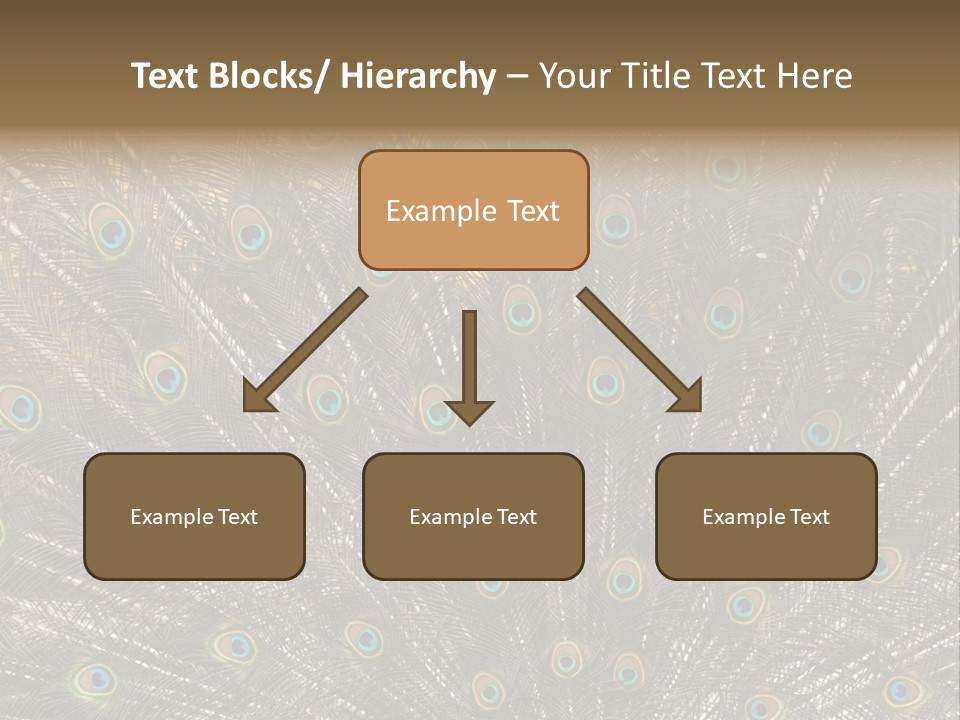 Imponierend Imponiergehabe Peacock PowerPoint Template