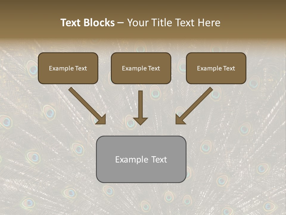 Imponierend Imponiergehabe Peacock PowerPoint Template