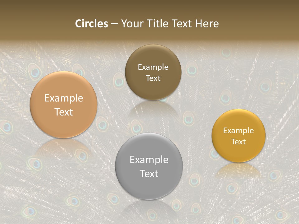 Imponierend Imponiergehabe Peacock PowerPoint Template