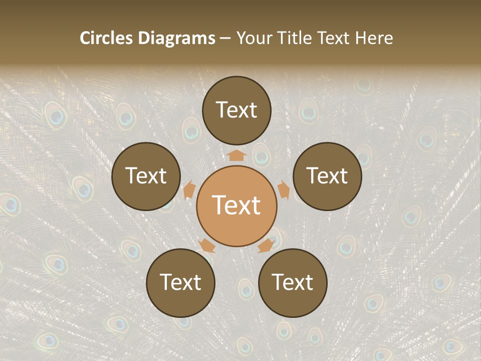 Imponierend Imponiergehabe Peacock PowerPoint Template