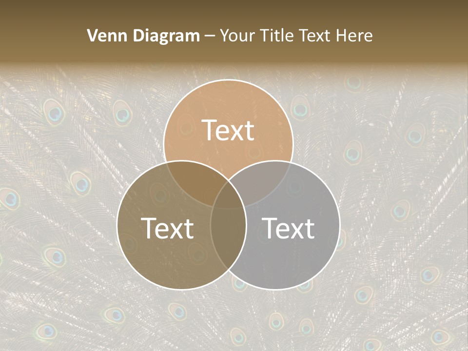 Imponierend Imponiergehabe Peacock PowerPoint Template