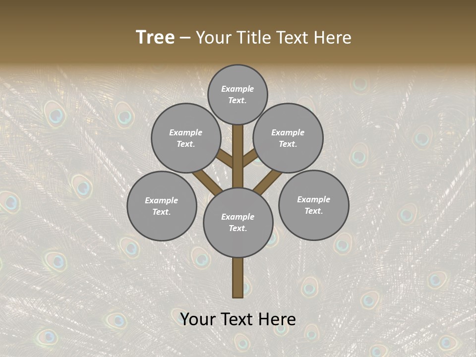 Imponierend Imponiergehabe Peacock PowerPoint Template