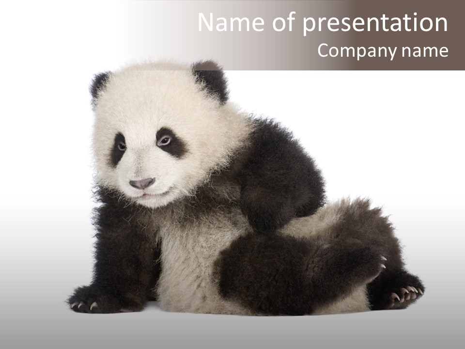 Conservation Wild China PowerPoint Template