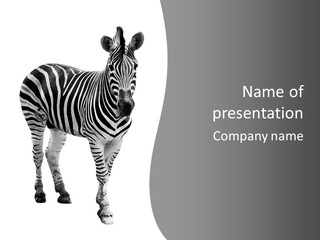 Beauty Zebra Mammal PowerPoint Template