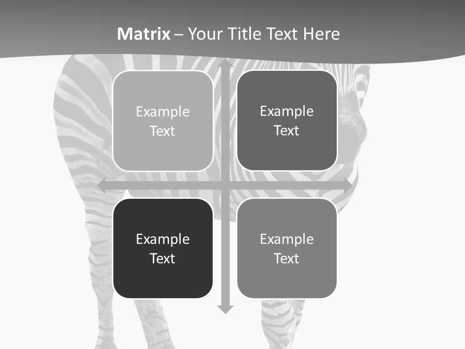 Beauty Zebra Mammal PowerPoint Template