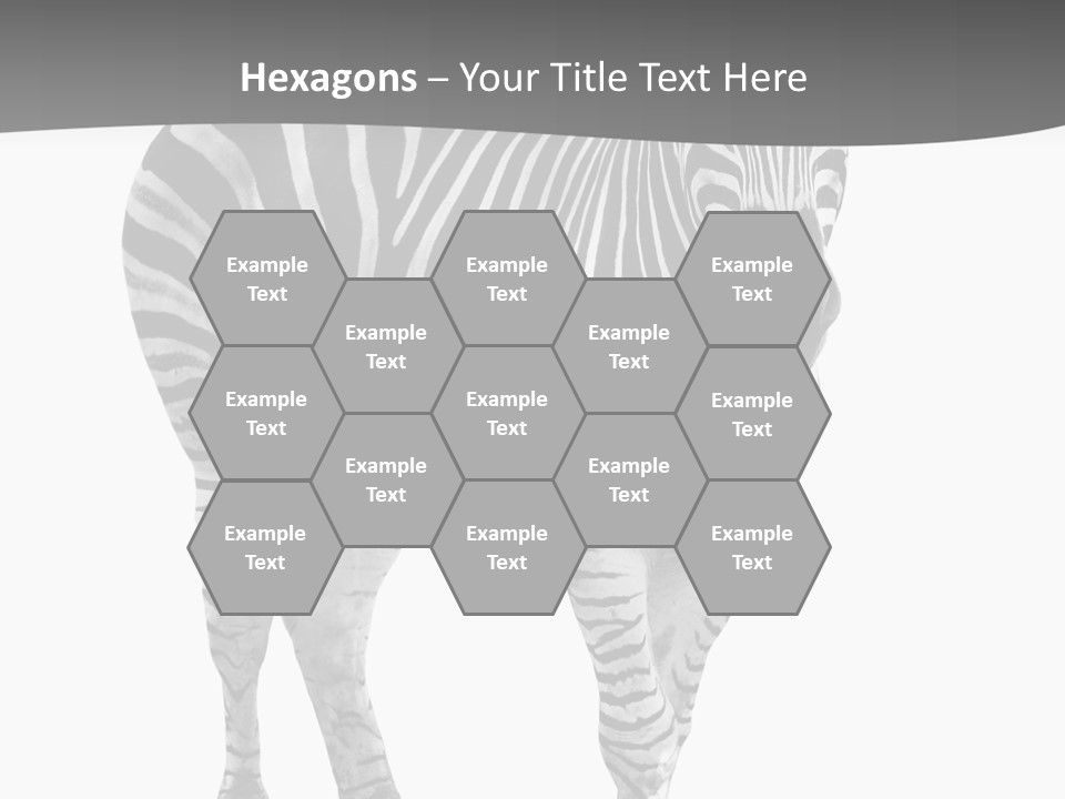 Beauty Zebra Mammal PowerPoint Template