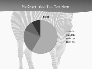 Beauty Zebra Mammal PowerPoint Template