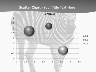 Beauty Zebra Mammal PowerPoint Template