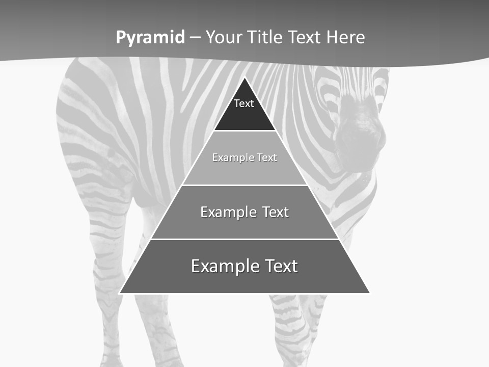 Beauty Zebra Mammal PowerPoint Template