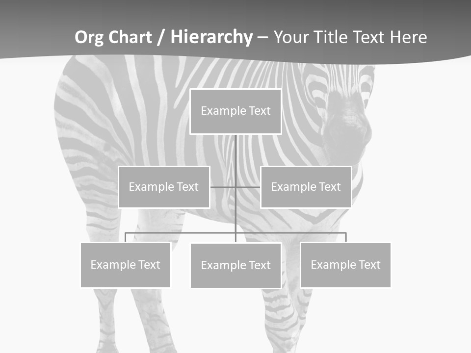 Beauty Zebra Mammal PowerPoint Template