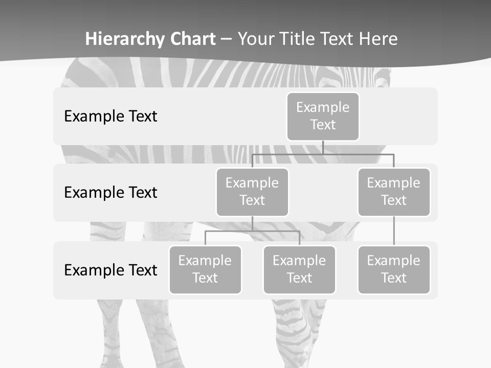 Beauty Zebra Mammal PowerPoint Template