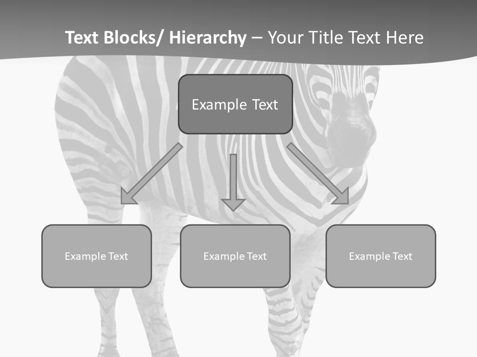 Beauty Zebra Mammal PowerPoint Template
