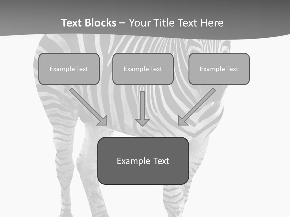 Beauty Zebra Mammal PowerPoint Template