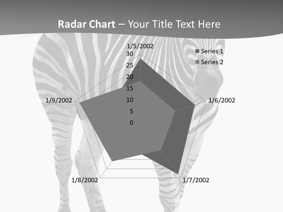 Beauty Zebra Mammal PowerPoint Template