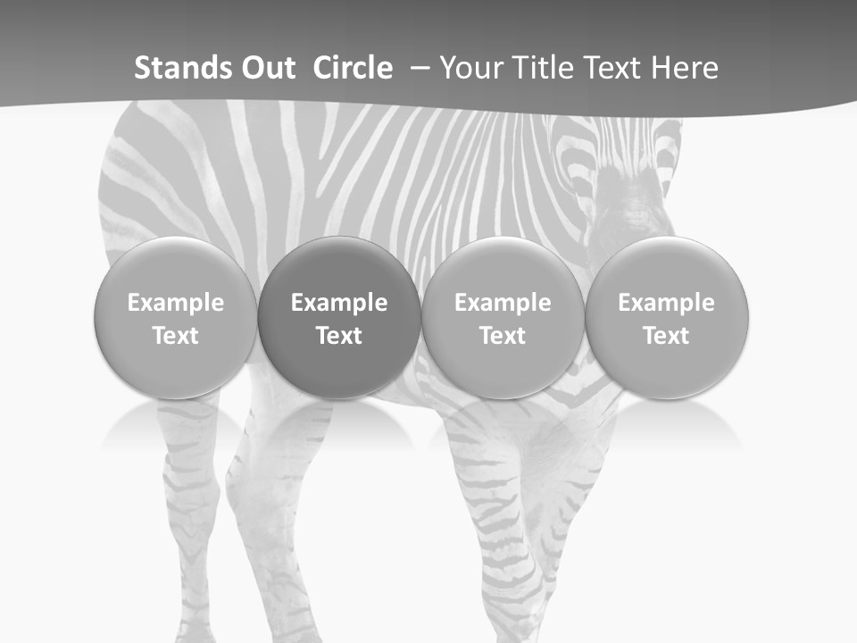 Beauty Zebra Mammal PowerPoint Template