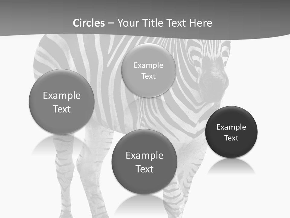 Beauty Zebra Mammal PowerPoint Template