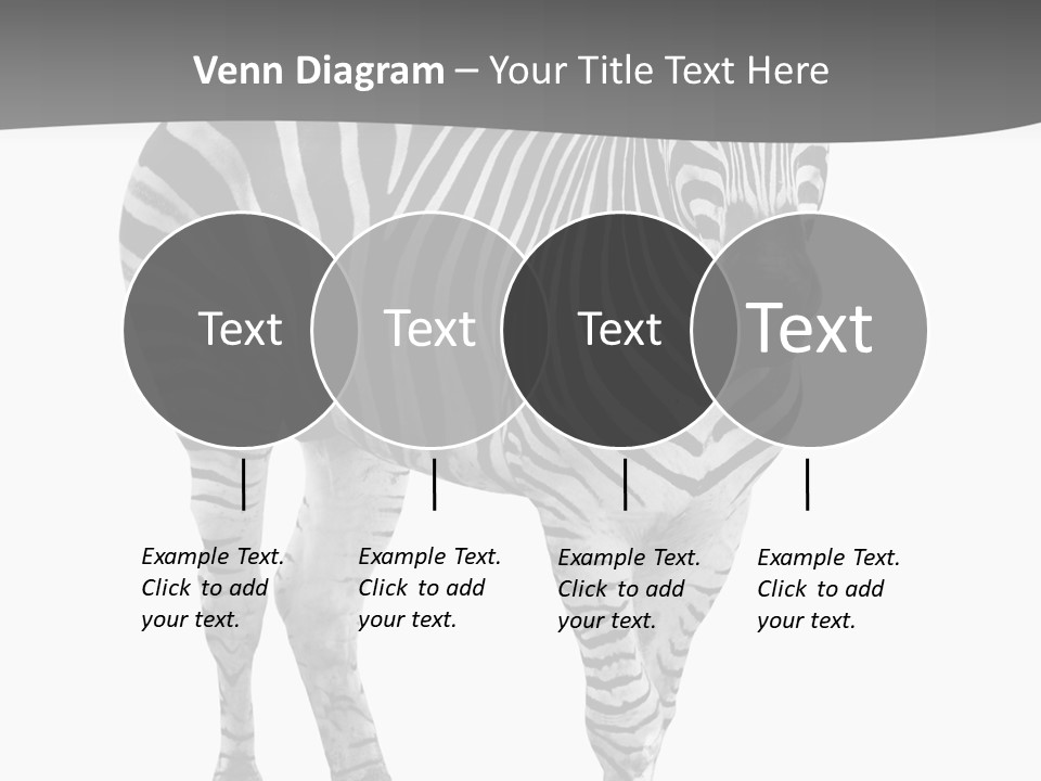 Beauty Zebra Mammal PowerPoint Template
