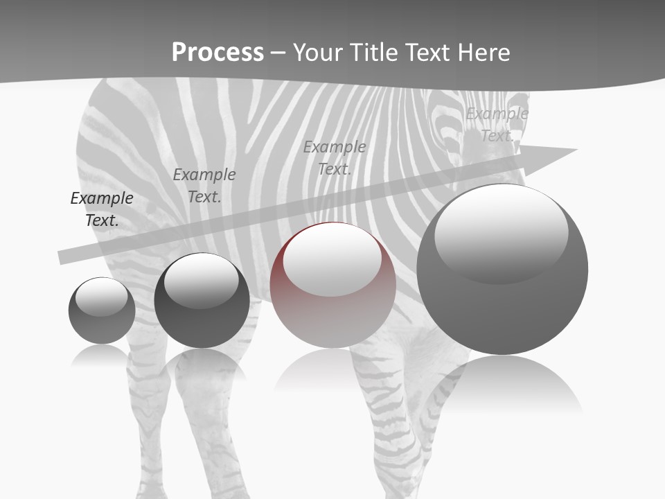 Beauty Zebra Mammal PowerPoint Template