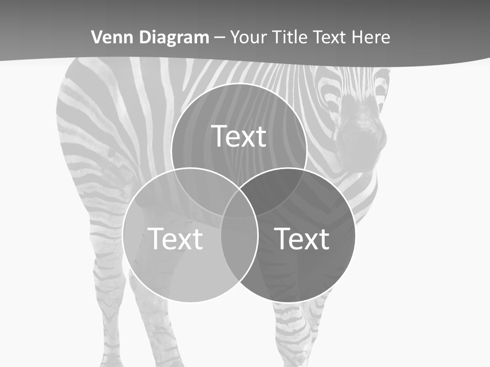 Beauty Zebra Mammal PowerPoint Template