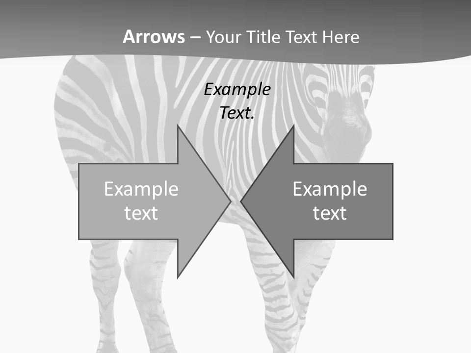 Beauty Zebra Mammal PowerPoint Template