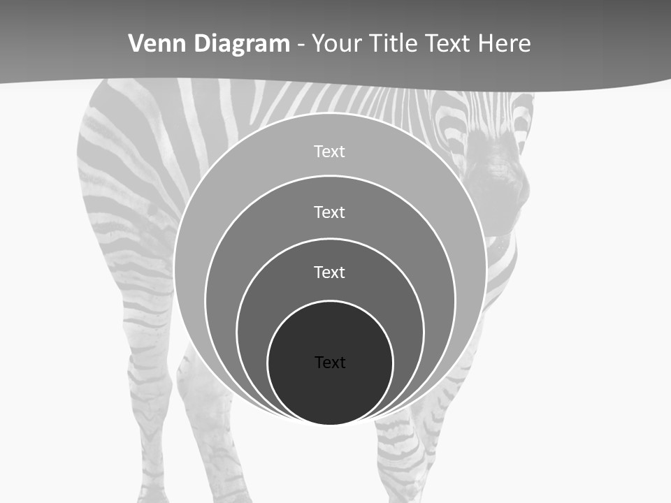 Beauty Zebra Mammal PowerPoint Template
