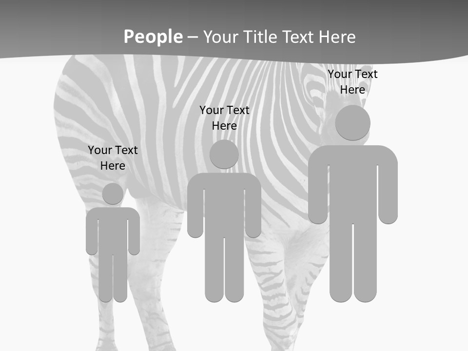 Beauty Zebra Mammal PowerPoint Template
