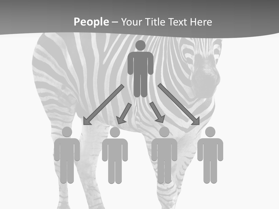 Beauty Zebra Mammal PowerPoint Template