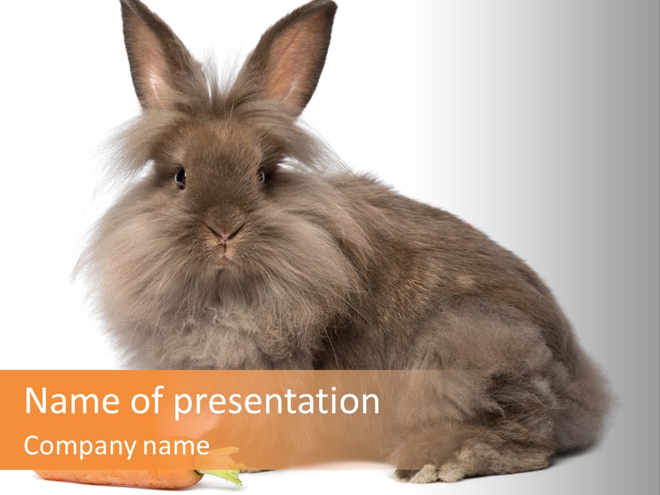 Rabbit Soft Puppy PowerPoint Template