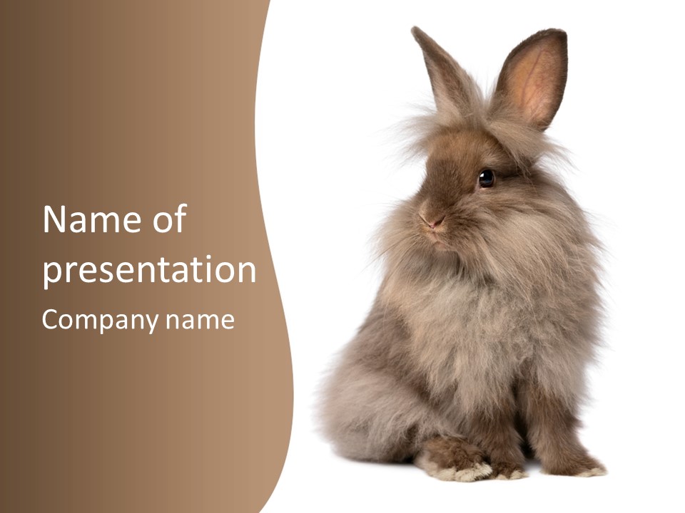 Purebred Rabbit Fur PowerPoint Template