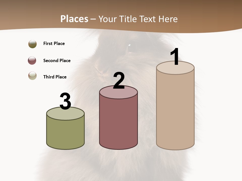 Purebred Rabbit Fur PowerPoint Template