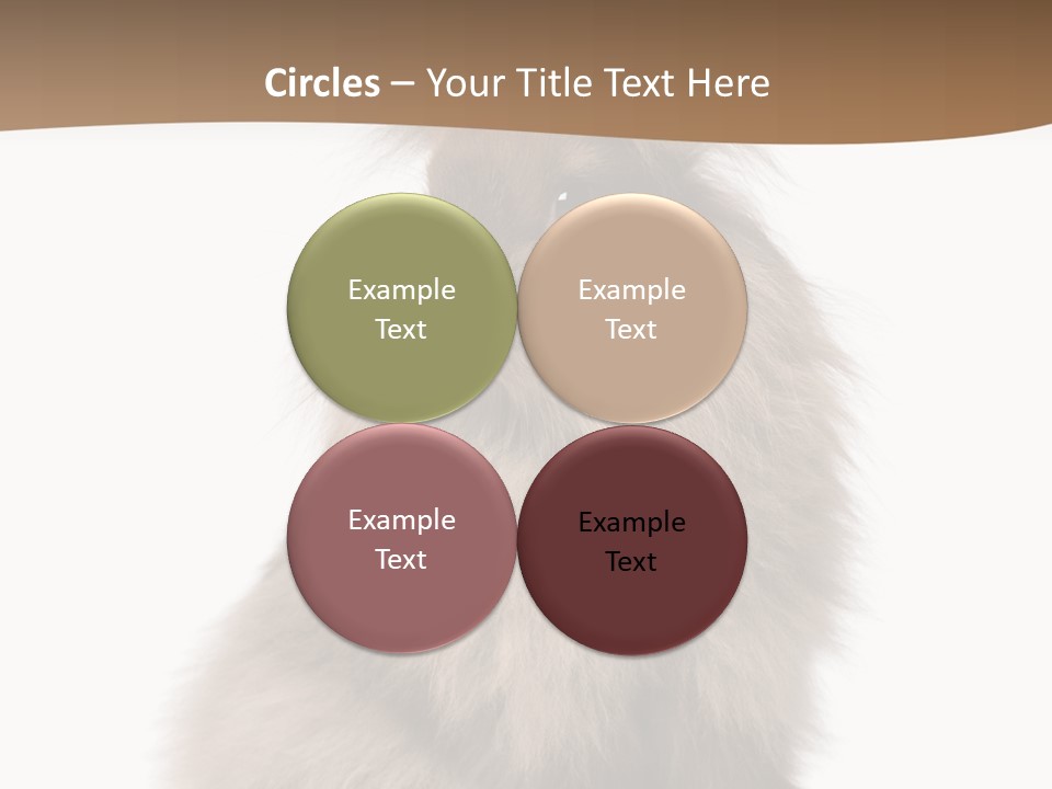 Purebred Rabbit Fur PowerPoint Template