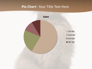 Purebred Rabbit Fur PowerPoint Template