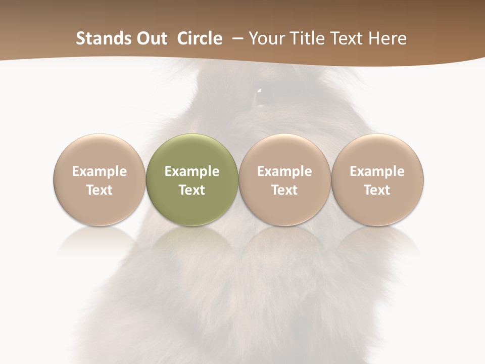 Purebred Rabbit Fur PowerPoint Template