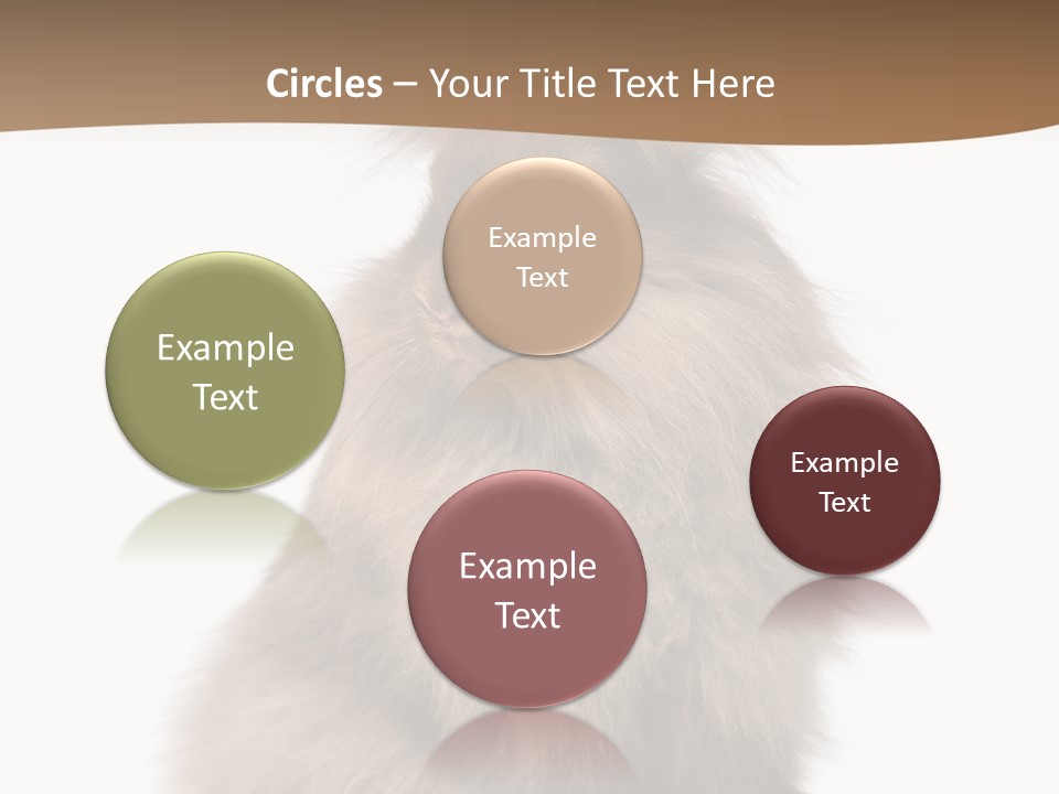 Purebred Rabbit Fur PowerPoint Template