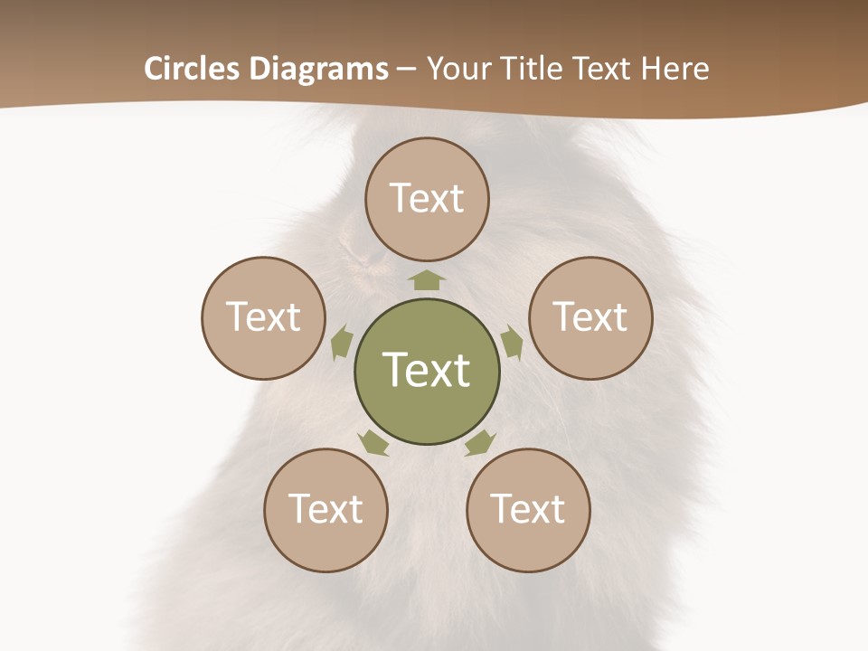 Purebred Rabbit Fur PowerPoint Template