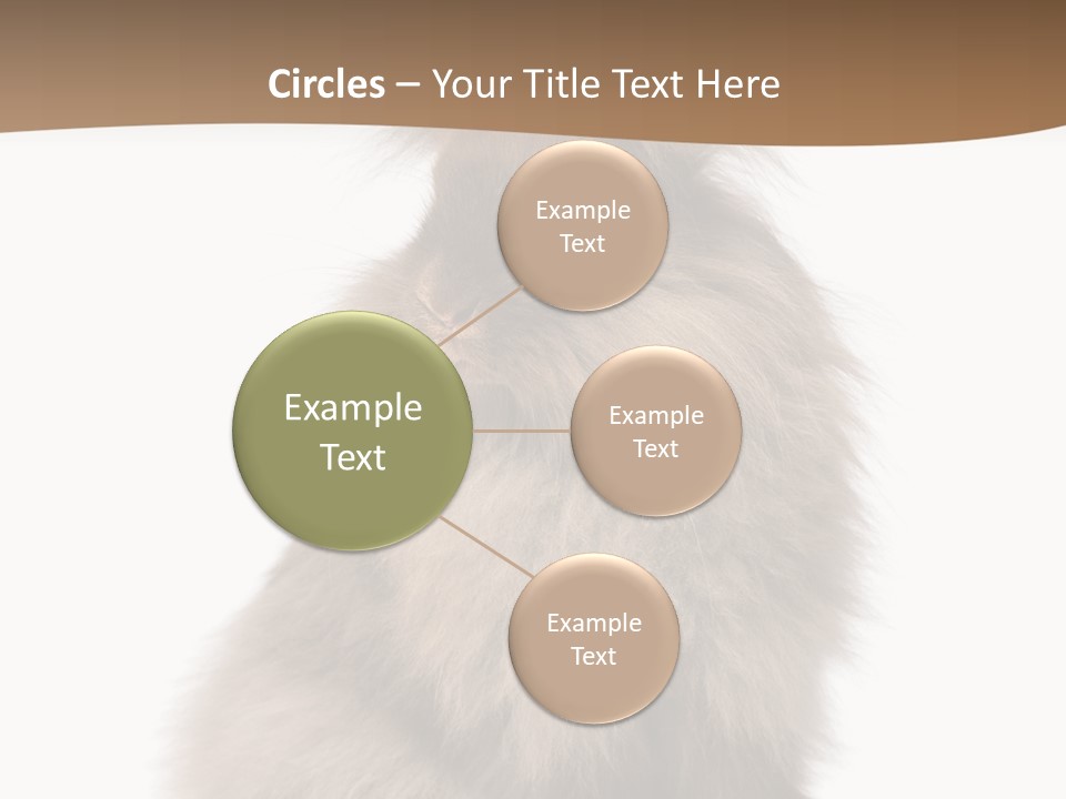 Purebred Rabbit Fur PowerPoint Template