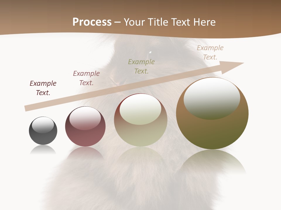 Purebred Rabbit Fur PowerPoint Template