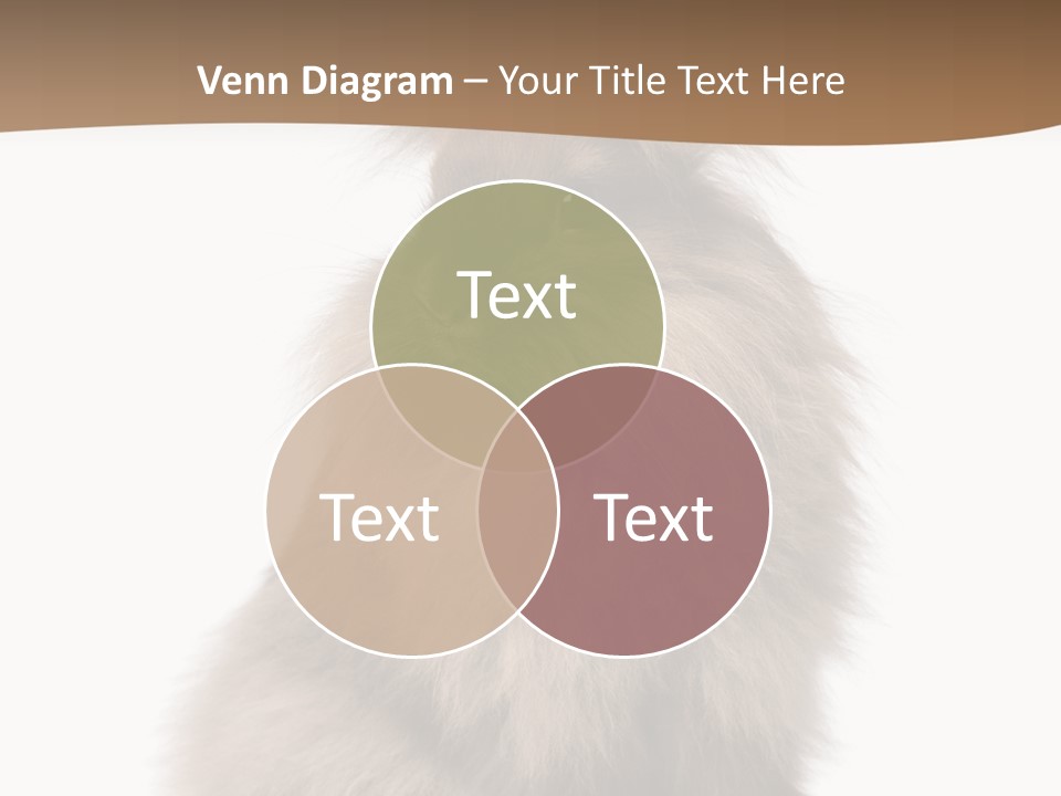 Purebred Rabbit Fur PowerPoint Template