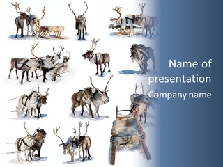 Fur Nature Outdoor PowerPoint Template