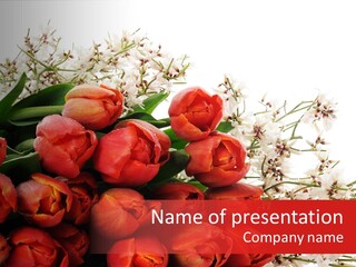 Plant Bud Isolated PowerPoint Template