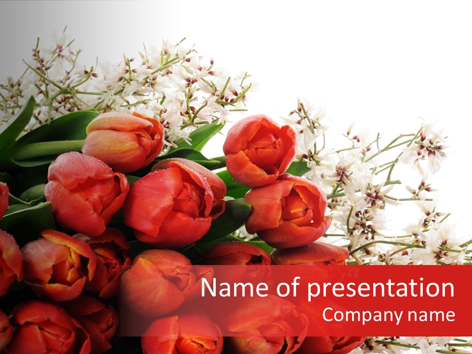 Plant Bud Isolated PowerPoint Template