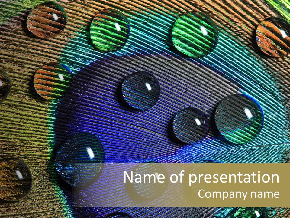 Macro Shiny Bird PowerPoint Template