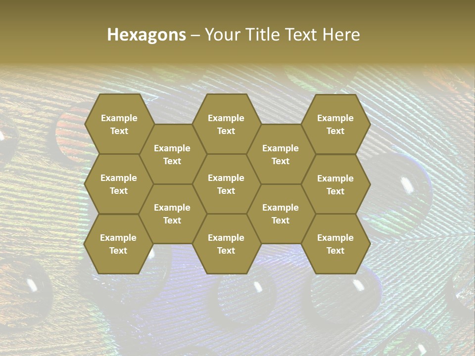 Macro Shiny Bird PowerPoint Template