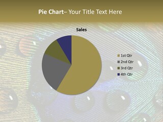 Macro Shiny Bird PowerPoint Template