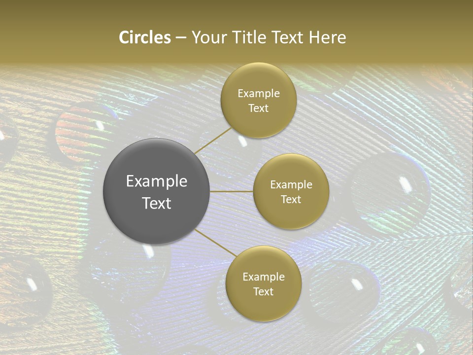 Macro Shiny Bird PowerPoint Template
