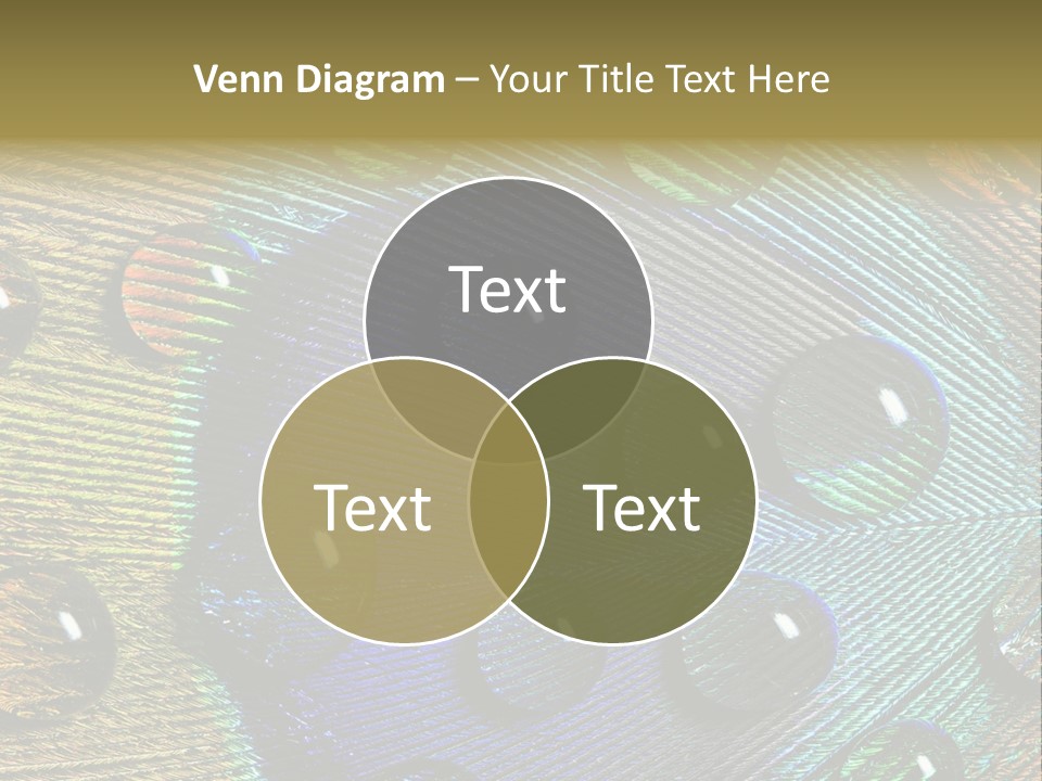 Macro Shiny Bird PowerPoint Template