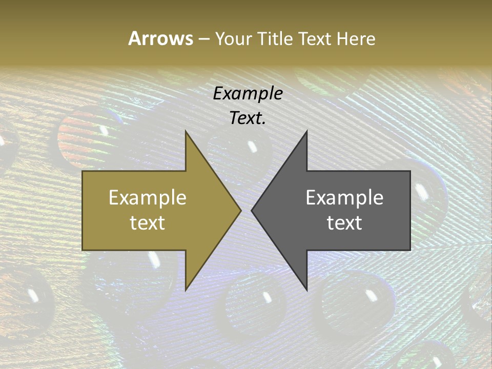 Macro Shiny Bird PowerPoint Template